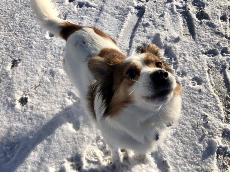 Cooper, an Australian Cattle Dog and Shih Tzu mix tested with EmbarkVet.com