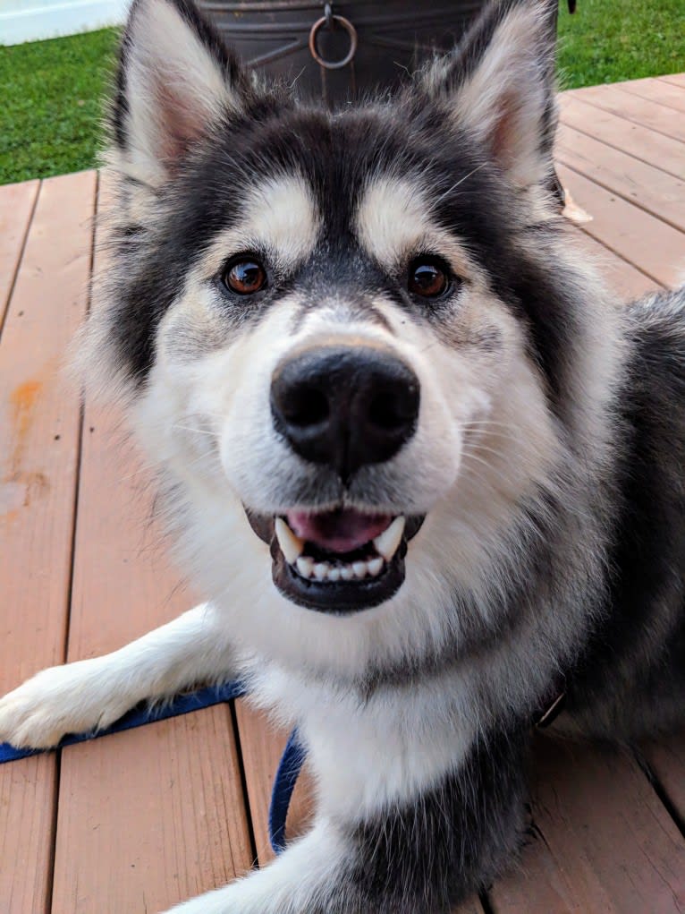 Photo of Luna, an Alaskan Malamute  in Texas, USA