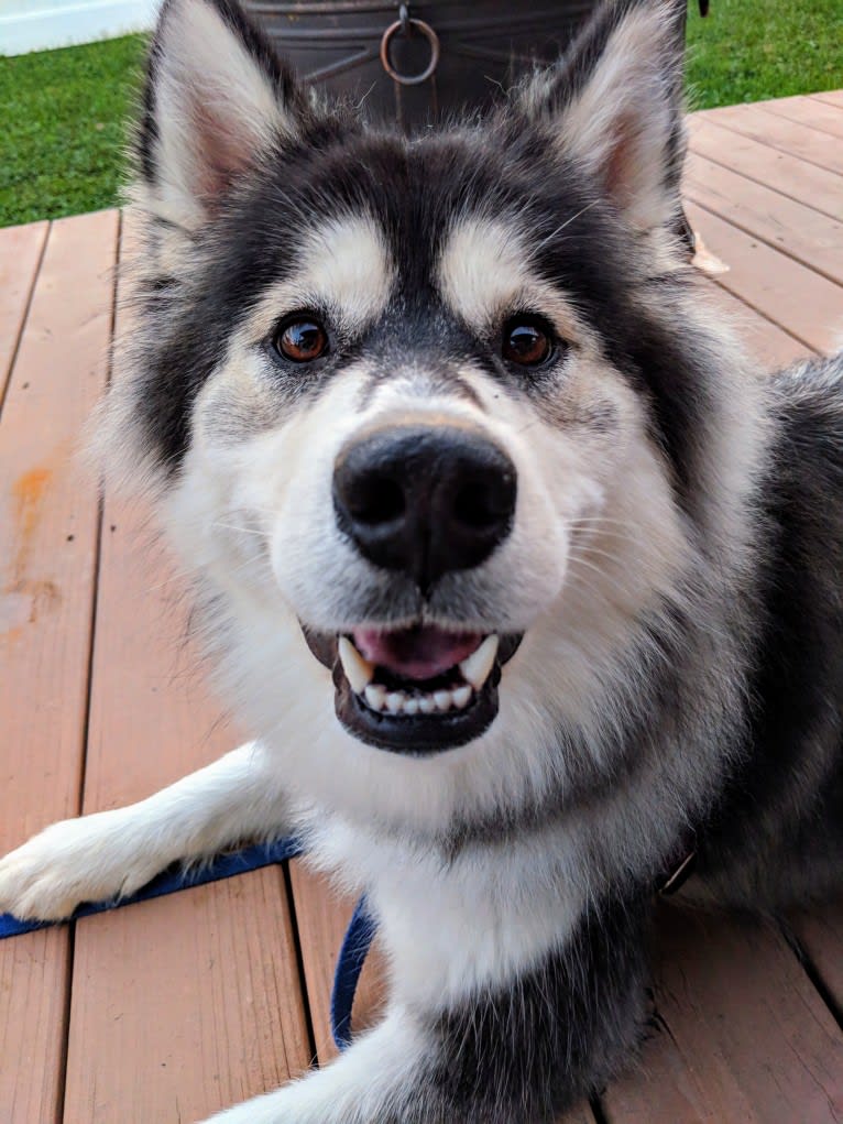 Luna, an Alaskan Malamute tested with EmbarkVet.com