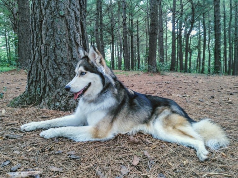 Wild Side of the Moon (Aleuna) a dog tested with EmbarkVet.com