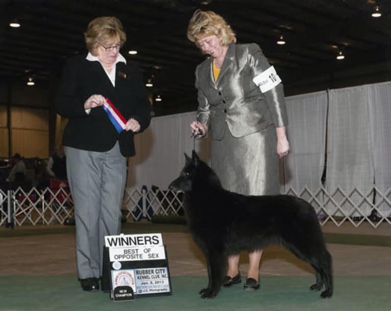 Star, a Belgian Shepherd tested with EmbarkVet.com