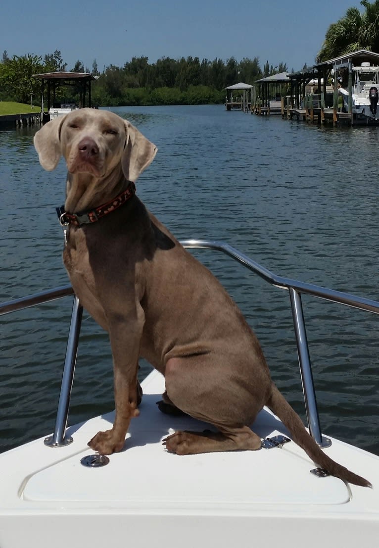 Major, a Catahoula Leopard Dog and Labrador Retriever mix tested with EmbarkVet.com