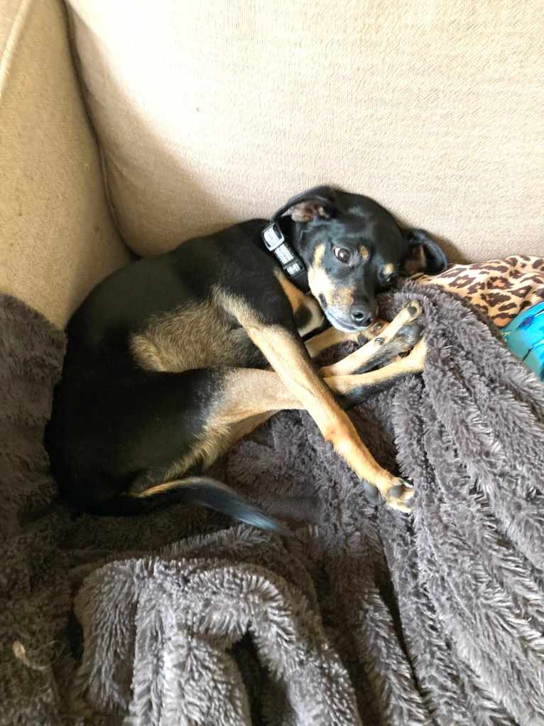 Sir Ridley, a Chihuahua and Rat Terrier mix tested with EmbarkVet.com