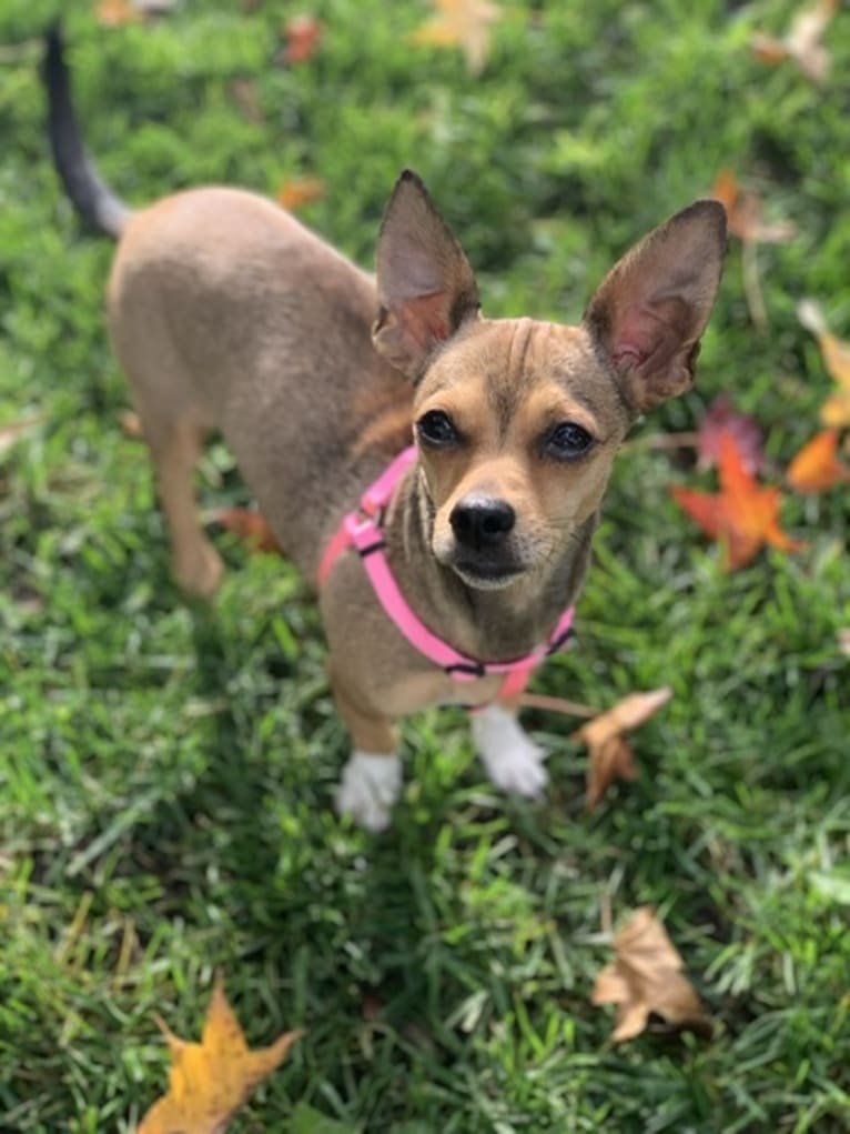 Norma Jean, a Chihuahua and Rat Terrier mix tested with EmbarkVet.com