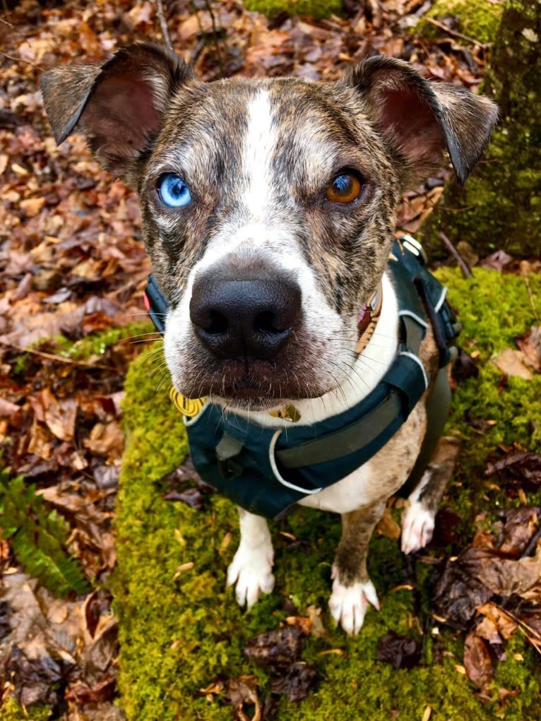 Hammer, a Boston Terrier and Australian Cattle Dog mix tested with EmbarkVet.com