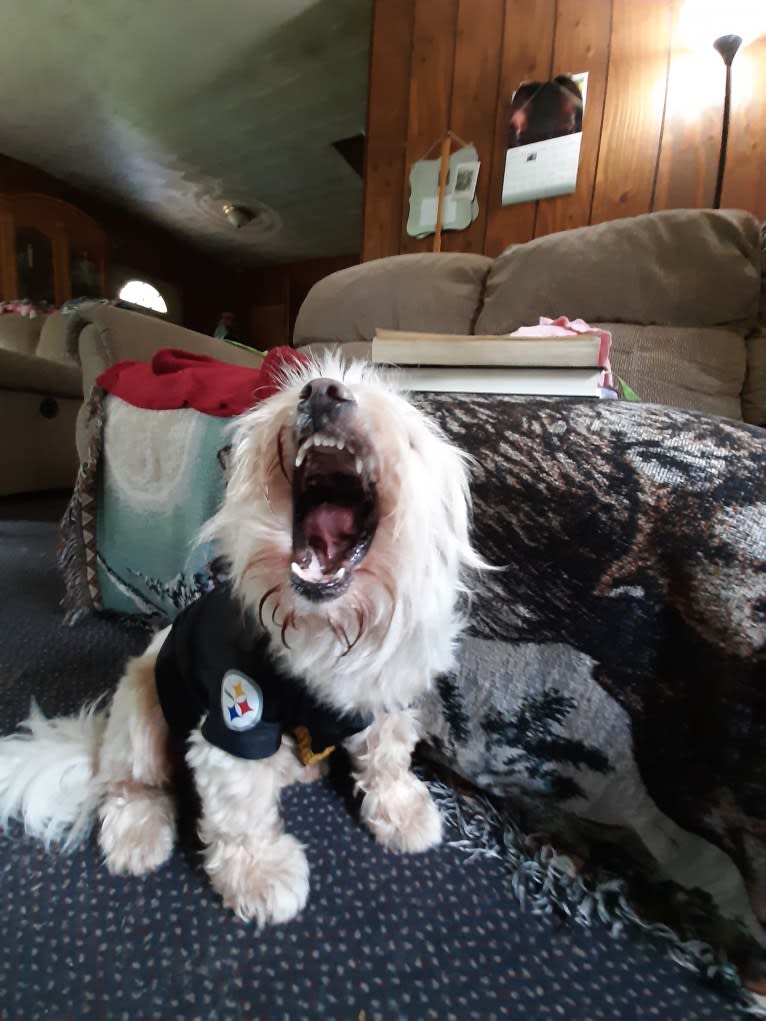 Zydeco, a Chihuahua and Miniature Schnauzer mix tested with EmbarkVet.com