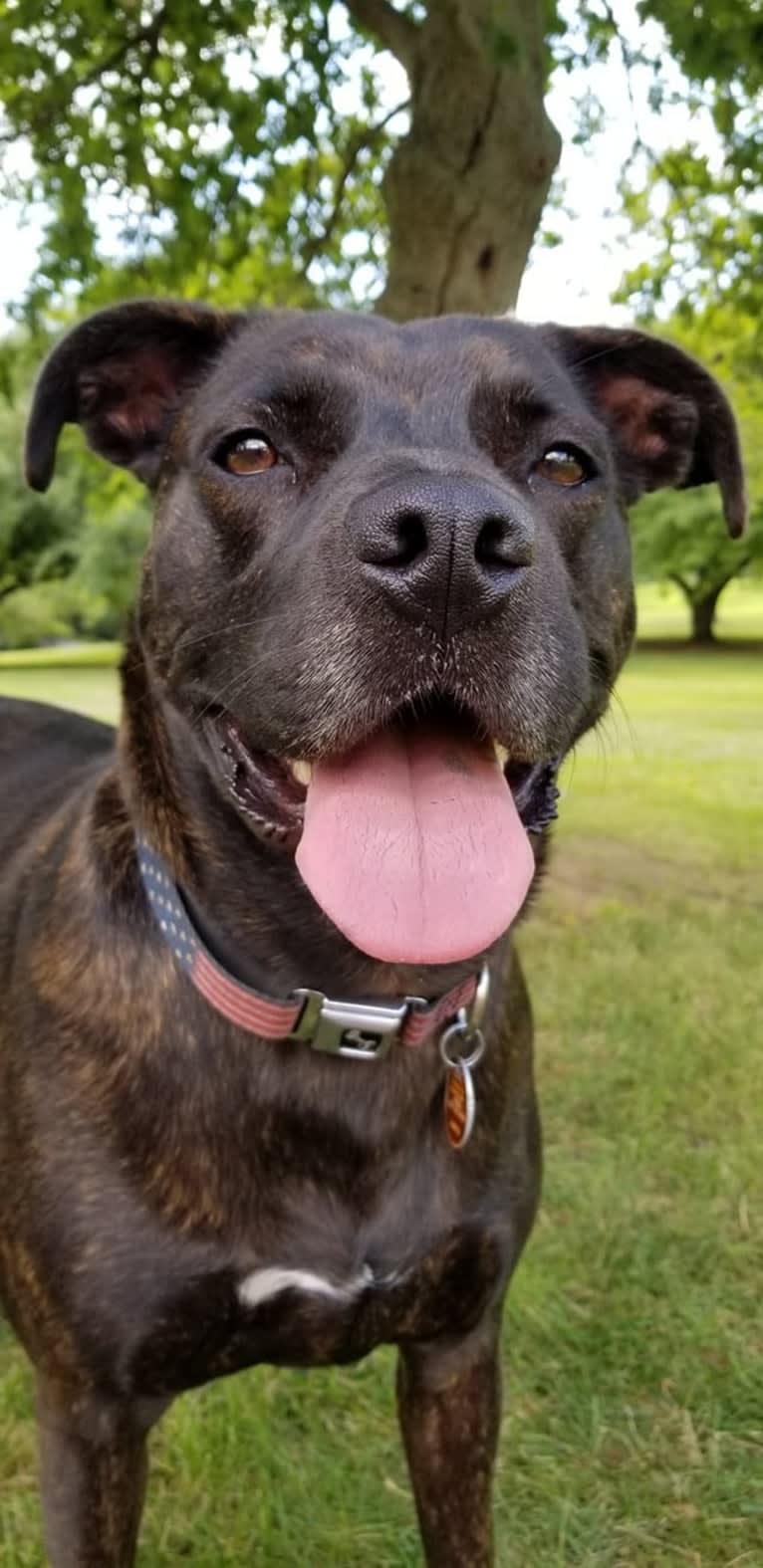 Zeke, an American Pit Bull Terrier and Great Dane mix tested with EmbarkVet.com