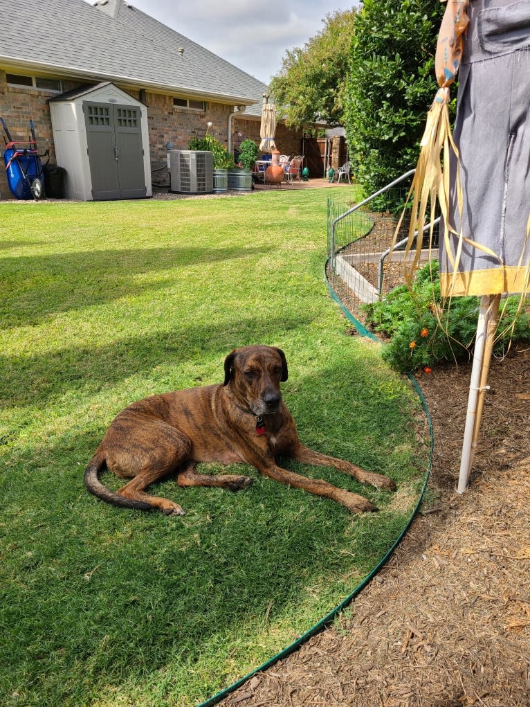 Marshall, a Rhodesian Ridgeback and Dogo Argentino mix tested with EmbarkVet.com