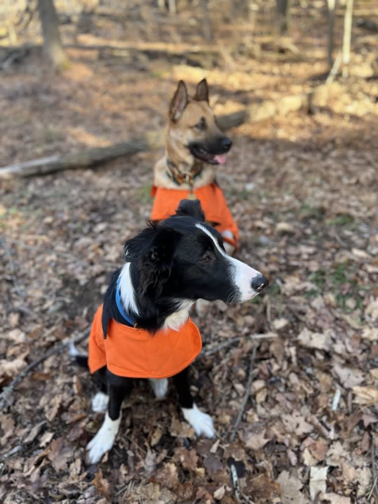 DDF Arlo, a Border Collie tested with EmbarkVet.com