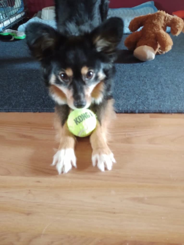 Scamp (a.k.a. Skamp), an Australian Shepherd tested with EmbarkVet.com