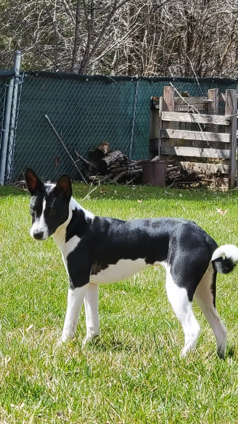 Renji, a Basenji tested with EmbarkVet.com