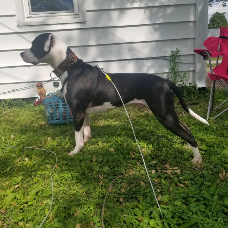 GANT'S OG RUDEBOY "ROCKY", an American Pit Bull Terrier and American Staffordshire Terrier mix tested with EmbarkVet.com