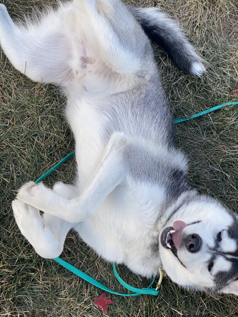 Storm, a Siberian Husky and American Pit Bull Terrier mix tested with EmbarkVet.com