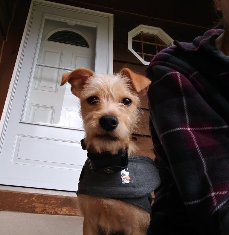 Zuma, a Chihuahua and Pomeranian mix tested with EmbarkVet.com