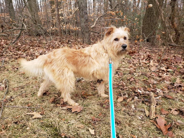 Chewy Reynoso, an Eastern European Village Dog and Yorkshire Terrier mix tested with EmbarkVet.com