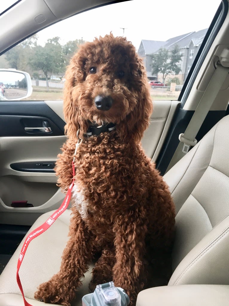 Rowdy, a Poodle (Standard) tested with EmbarkVet.com