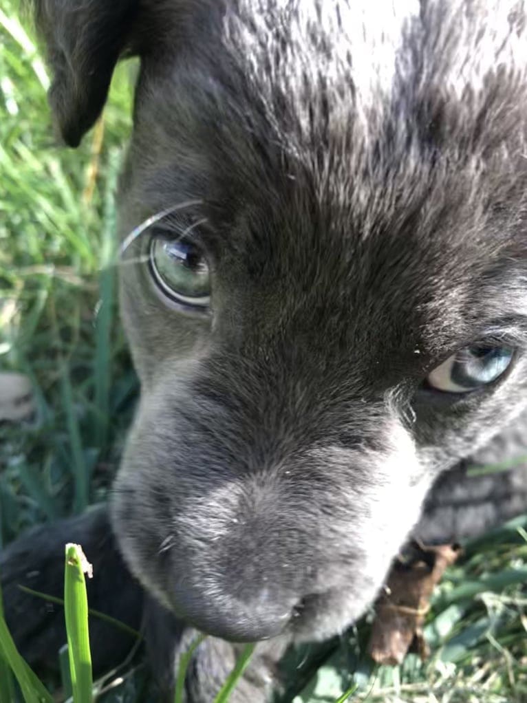 Blue, a Boston Terrier and Labrador Retriever mix tested with EmbarkVet.com