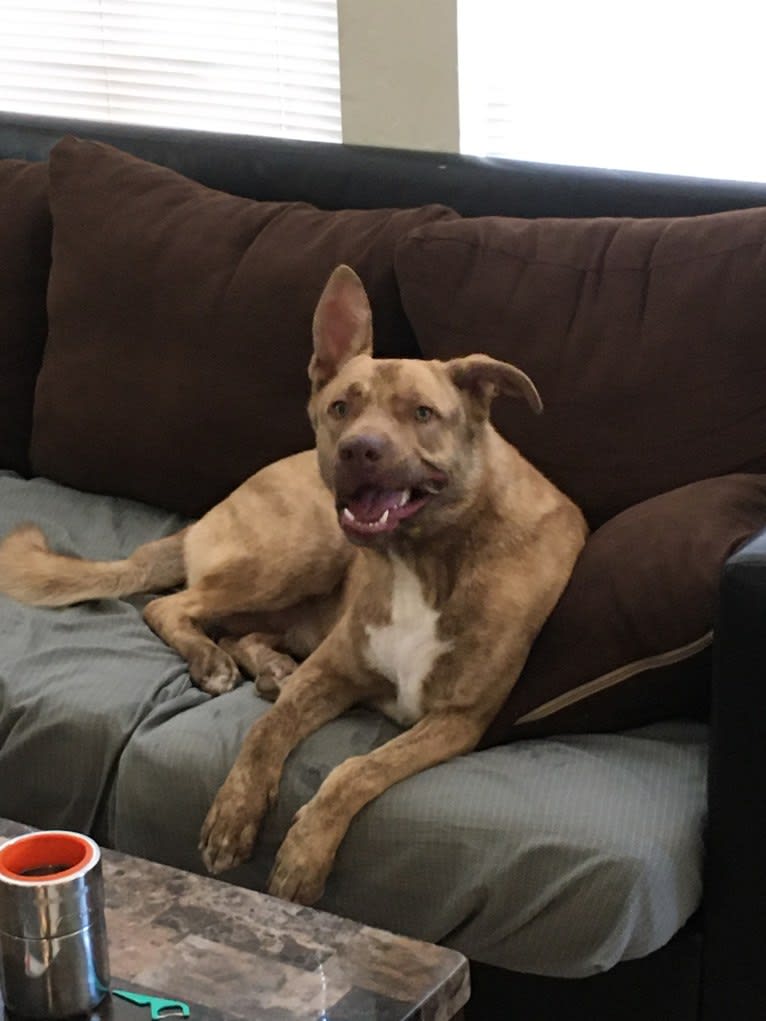 Toronto, a German Shepherd Dog and American Pit Bull Terrier mix tested with EmbarkVet.com
