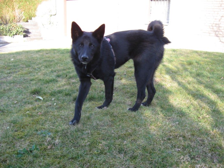 Strolch, a Canaan Dog tested with EmbarkVet.com