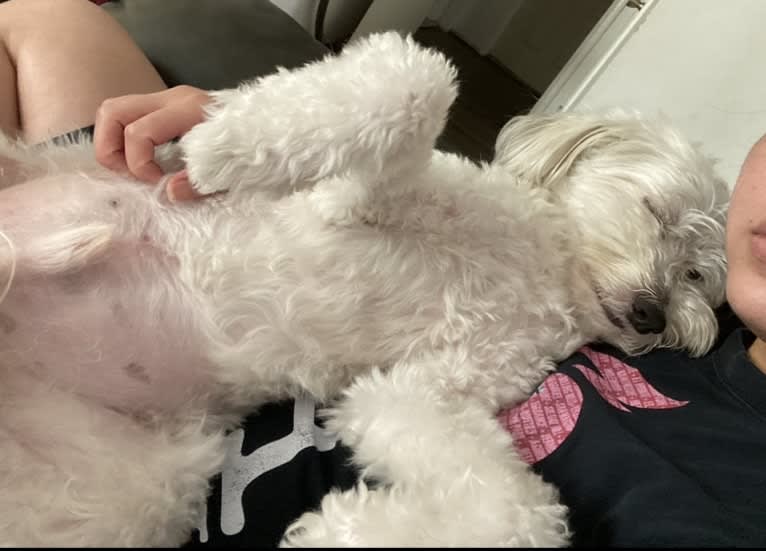 Jack, a Chinese Crested tested with EmbarkVet.com