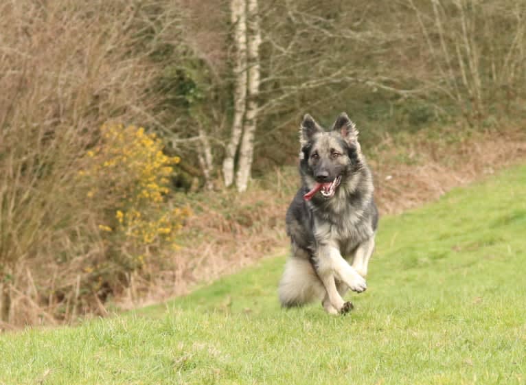 Siriüs, a German Shepherd Dog tested with EmbarkVet.com