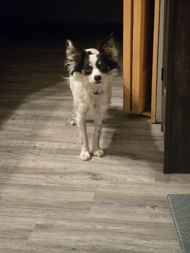 Shelby, a Papillon tested with EmbarkVet.com
