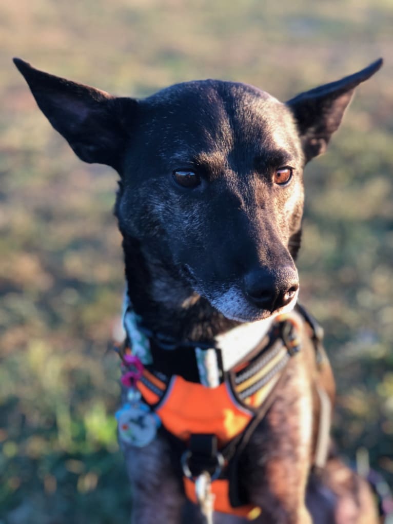 Pharah, a Labrador Retriever and German Shepherd Dog mix tested with EmbarkVet.com