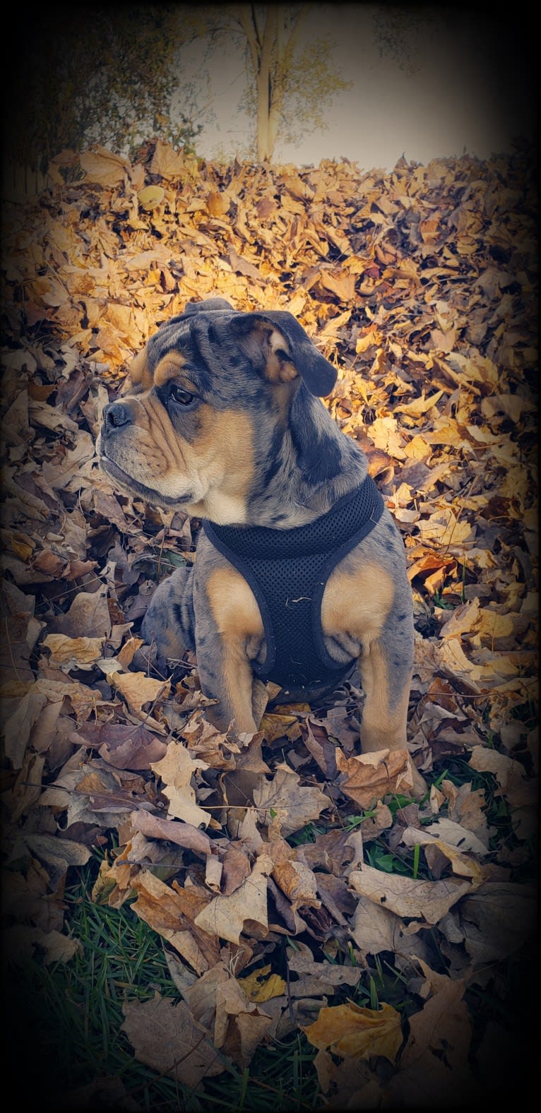 Vinny, an Olde English Bulldogge tested with EmbarkVet.com