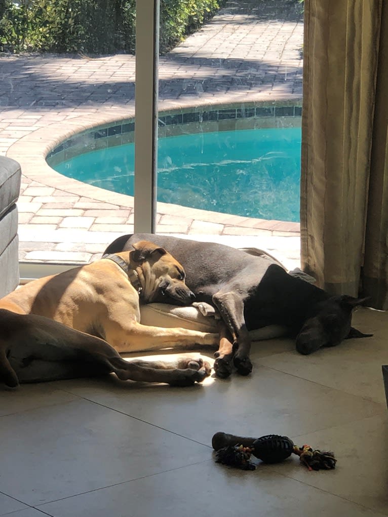 Kaya, a Boerboel tested with EmbarkVet.com