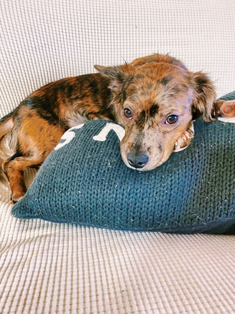 Pigaloo, an American Bully and Chihuahua mix tested with EmbarkVet.com