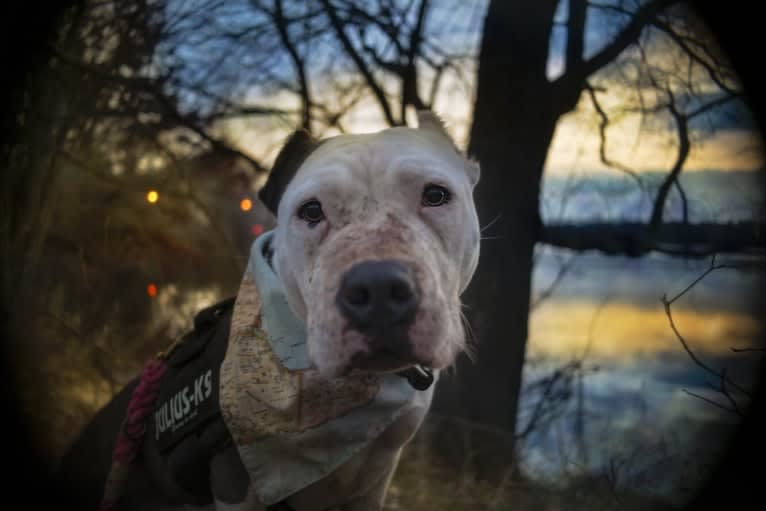 Swizzy, an American Staffordshire Terrier tested with EmbarkVet.com