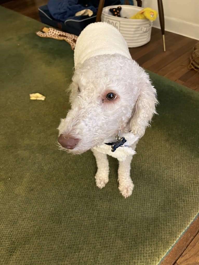 Harry, a Bedlington Terrier tested with EmbarkVet.com