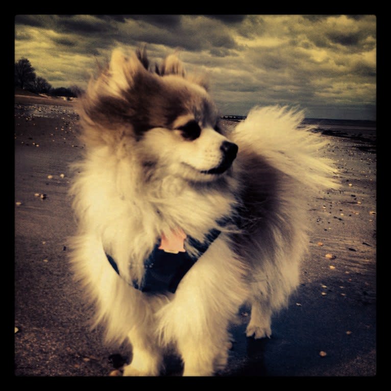 Techno, a Pomeranian tested with EmbarkVet.com