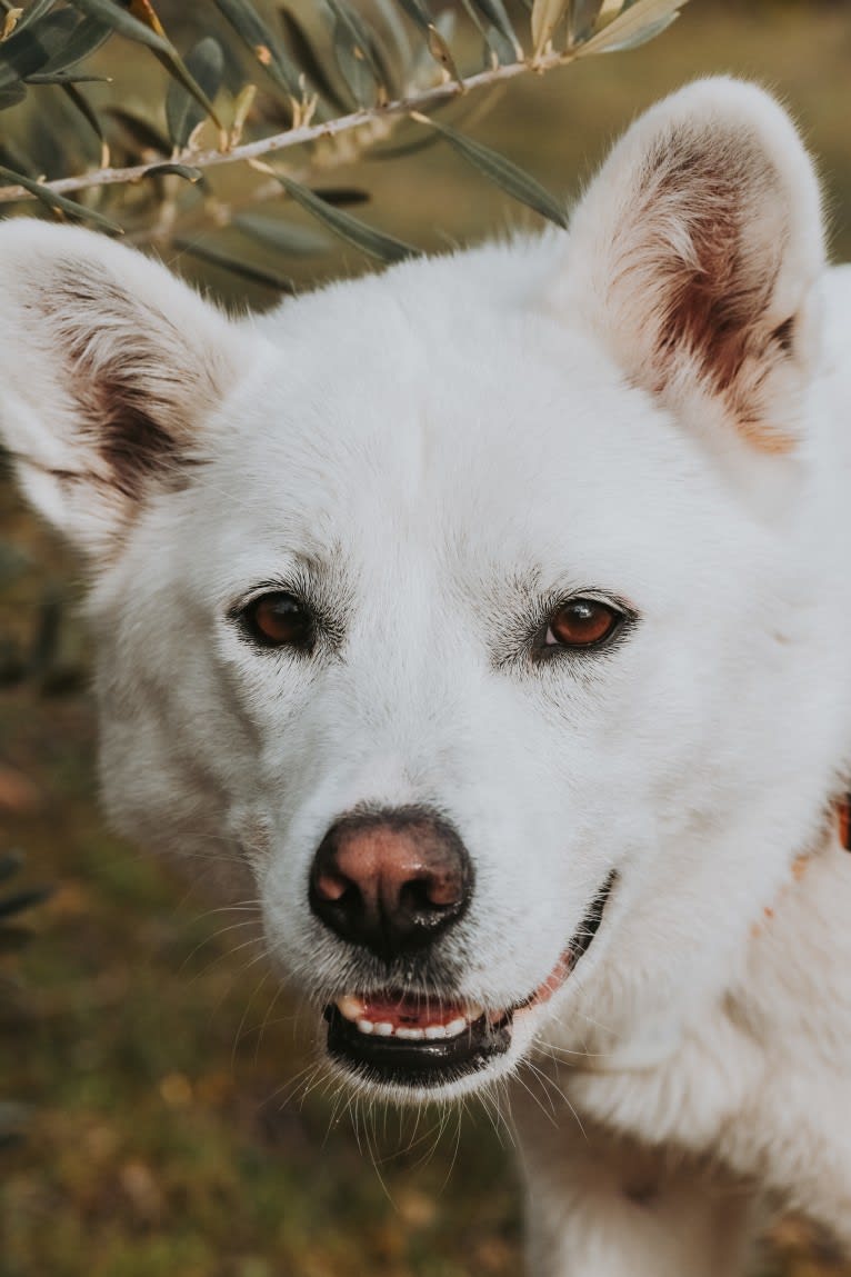 Nuru, a Japanese or Korean Village Dog and Jindo mix tested with EmbarkVet.com