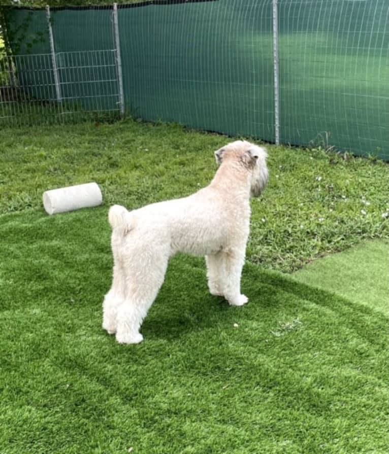 Otis, a Soft Coated Wheaten Terrier tested with EmbarkVet.com