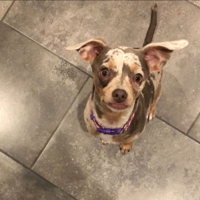 Rita, a Chihuahua and Dachshund mix tested with EmbarkVet.com