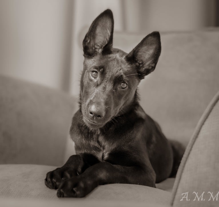 Franky, a Belgian Shepherd tested with EmbarkVet.com