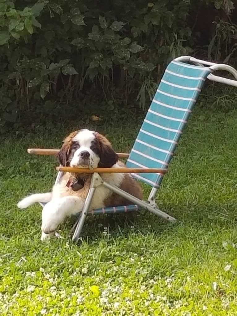 Thor, a Saint Bernard tested with EmbarkVet.com