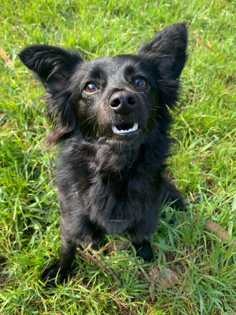 Jasper, a Poodle (Small) and Chihuahua mix tested with EmbarkVet.com