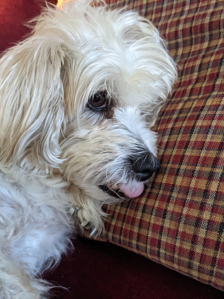 Sammy, a Poodle (Small) and Miniature Schnauzer mix tested with EmbarkVet.com