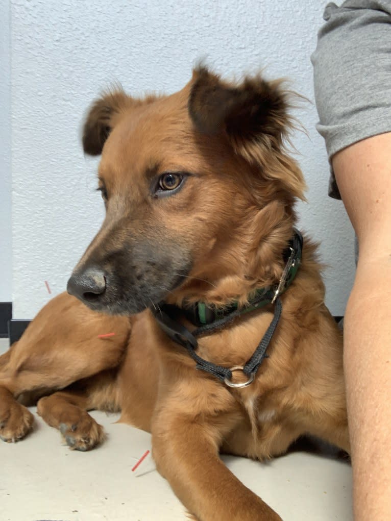 Tommy, an American Village Dog and Chow Chow mix tested with EmbarkVet.com