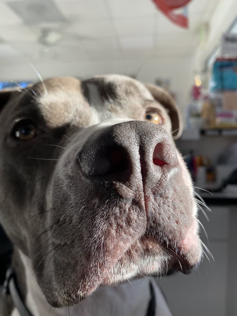 MaSiWei, an American Bully tested with EmbarkVet.com