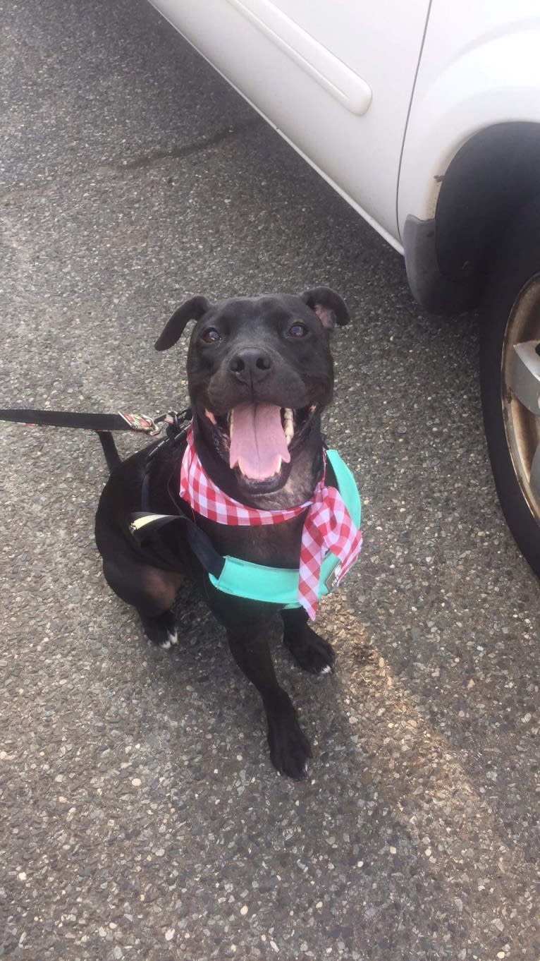 Sonny, an American Pit Bull Terrier and Boxer mix tested with EmbarkVet.com