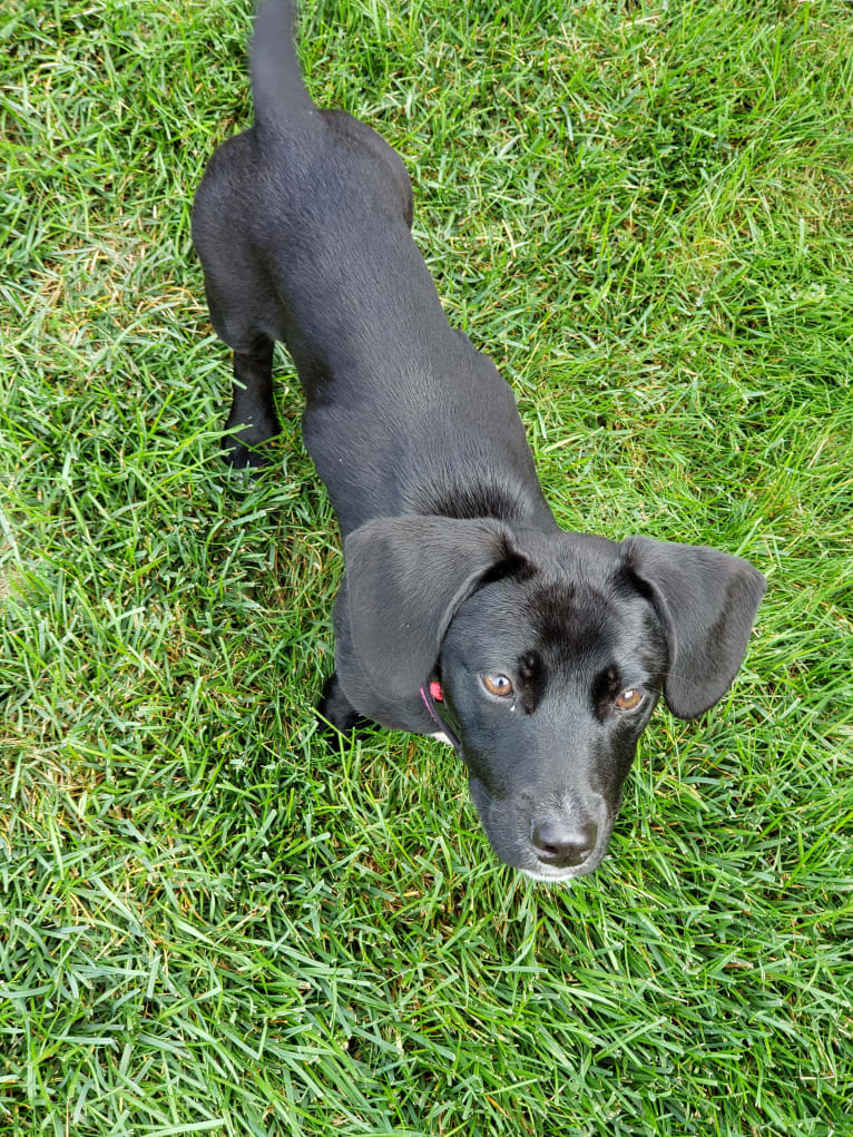 Millie, an American Pit Bull Terrier and Chihuahua mix tested with EmbarkVet.com