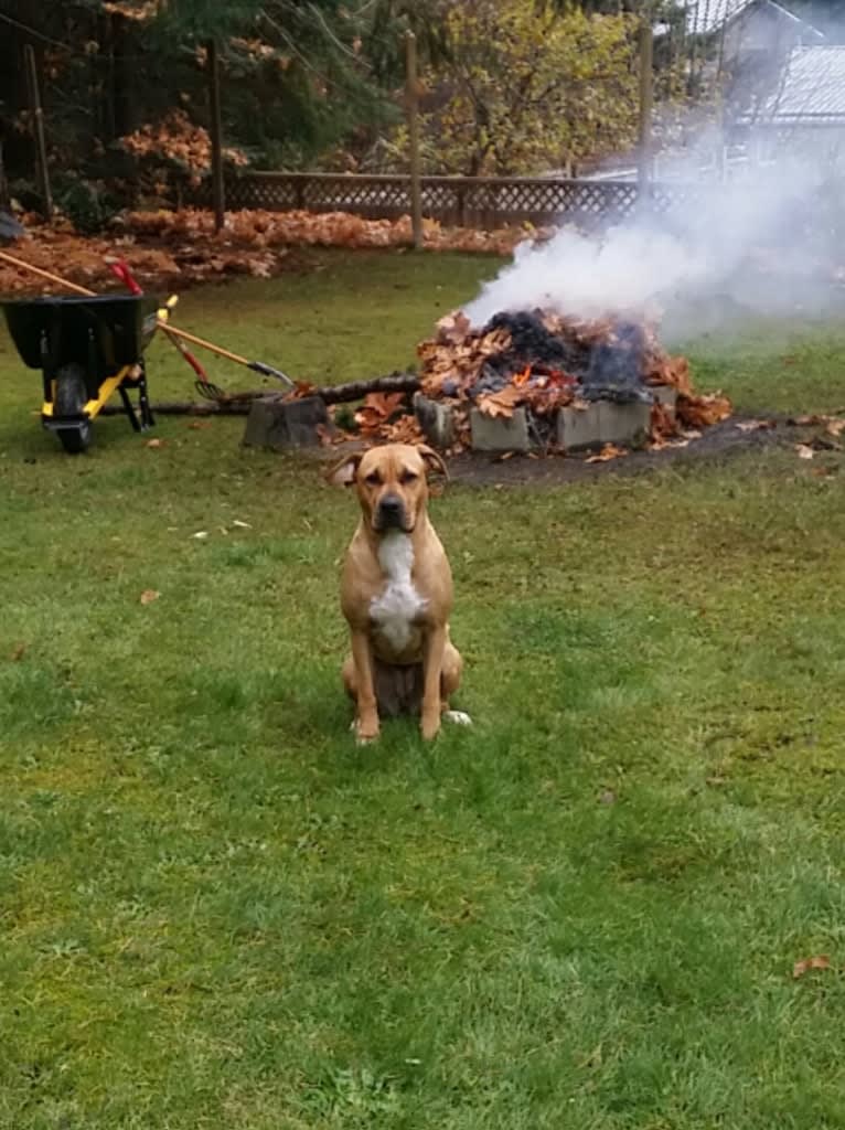 Bella, a Boxer and American Pit Bull Terrier mix tested with EmbarkVet.com