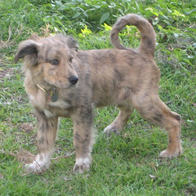 Tyler, a Chow Chow and American Pit Bull Terrier mix tested with EmbarkVet.com