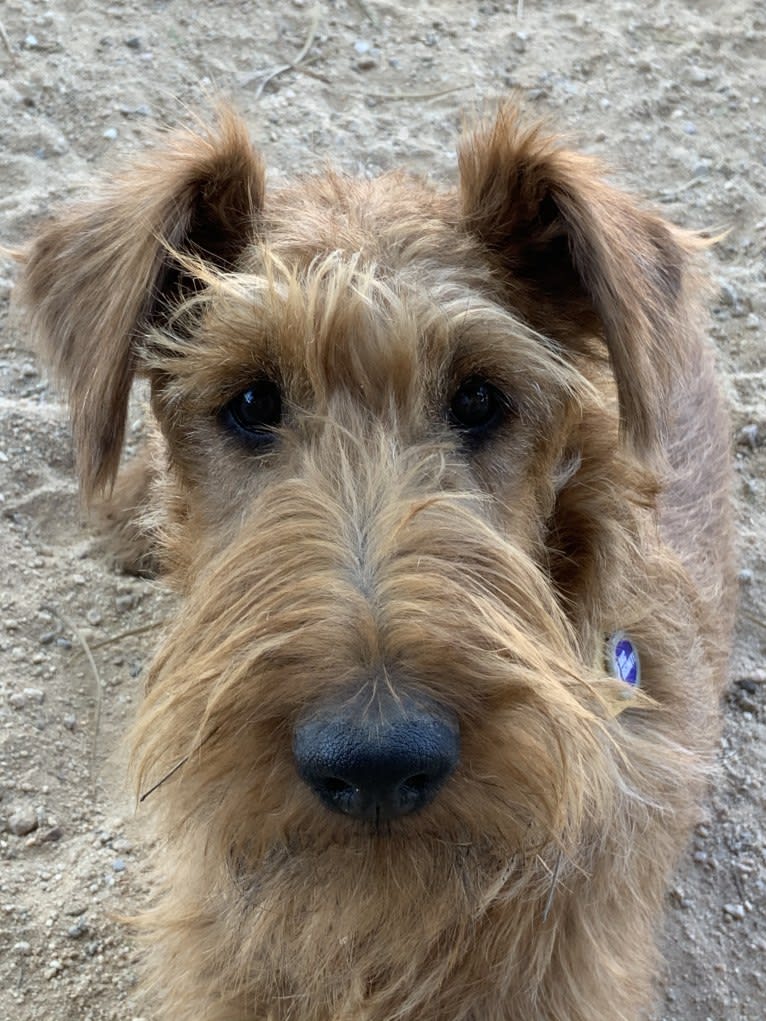 LIMERICK, an Irish Terrier tested with EmbarkVet.com