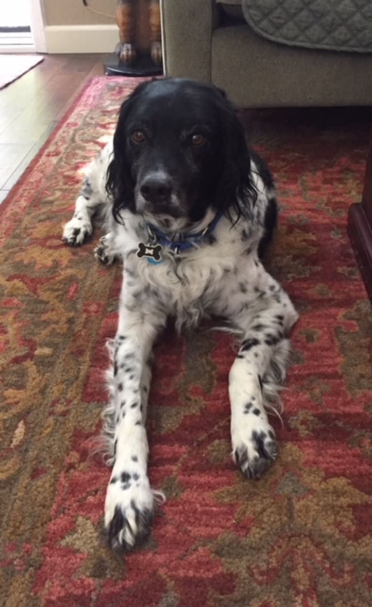 Jack, a Brittany tested with EmbarkVet.com