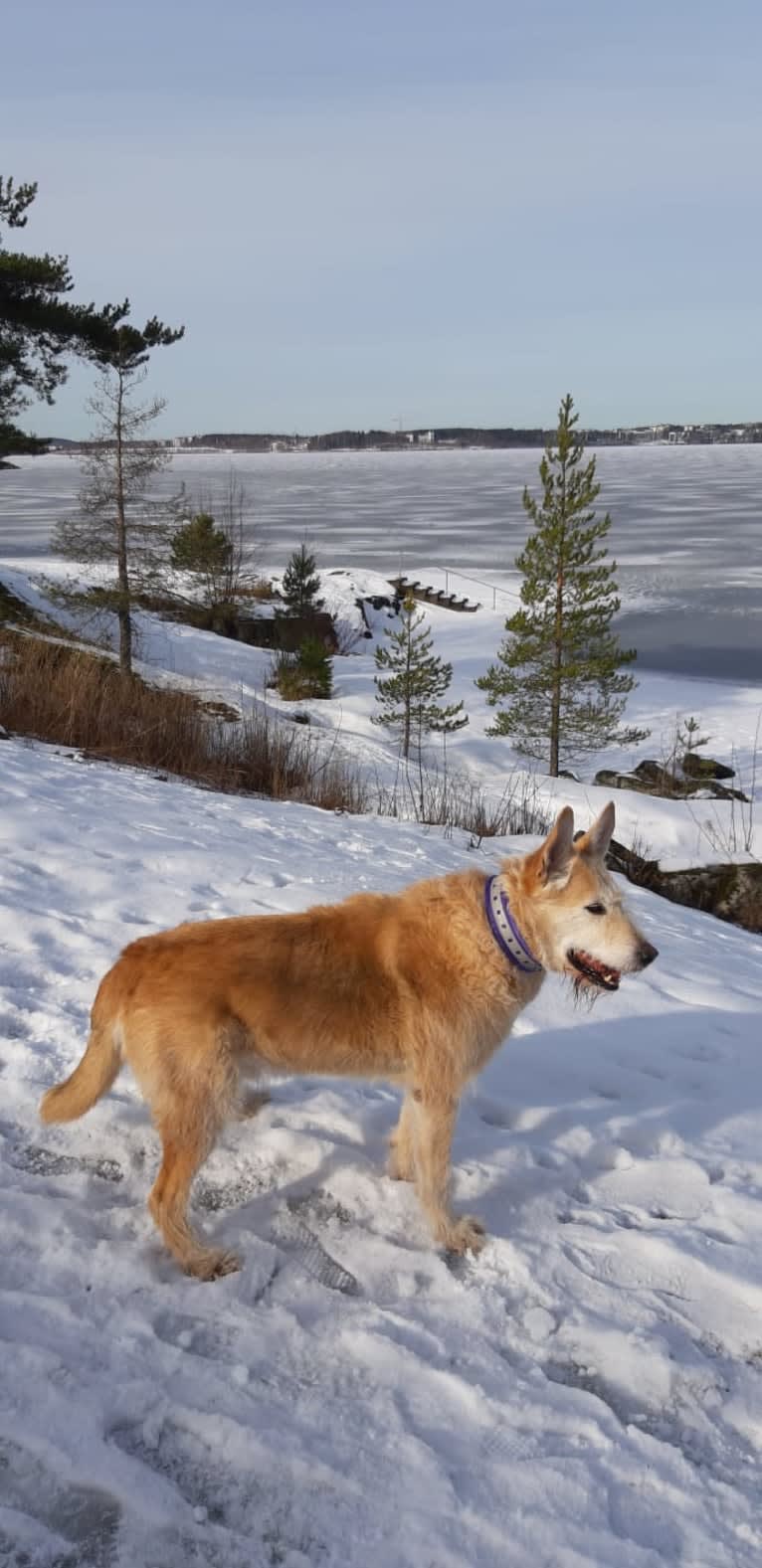 Severi, an Eastern European Village Dog tested with EmbarkVet.com