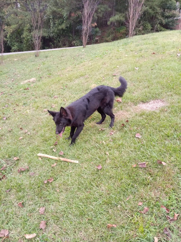 Dixie, a German Shepherd Dog and Australian Shepherd mix tested with EmbarkVet.com